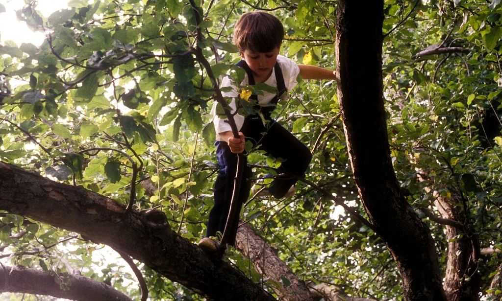 Image result for kids climbing trees
